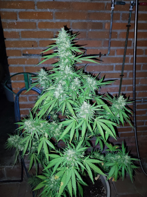 Tangerine Dream's picture by Skambu