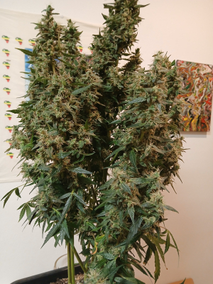 An image of White Widow XXL Auto