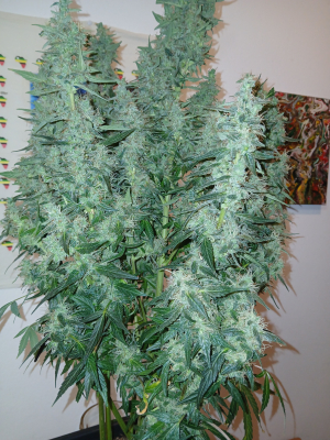 An image of White Widow XXL Auto