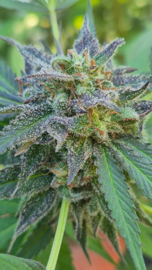 RS11 x Banana OG's picture by markbow64