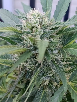 Super Boof's picture by Rastagasofillabreeder