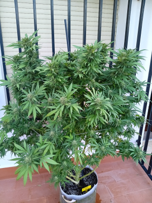 Super Boof's picture by Rastagasofillabreeder