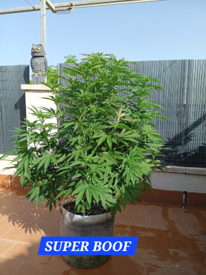 Super Boof's picture by Rastagasofillabreeder