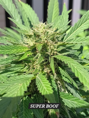 Super Boof's picture by Rastagasofillabreeder