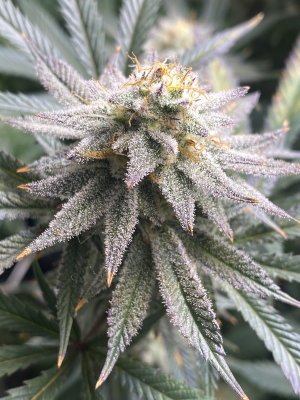 An image of Truffaloha