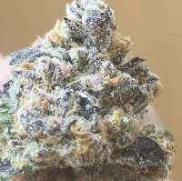 An image of 313 Headband