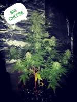 An image of Big Cheese Auto