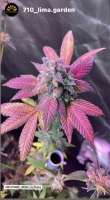 An image of Mac Stomper  x Out of Body Experience x Mendobreath F3