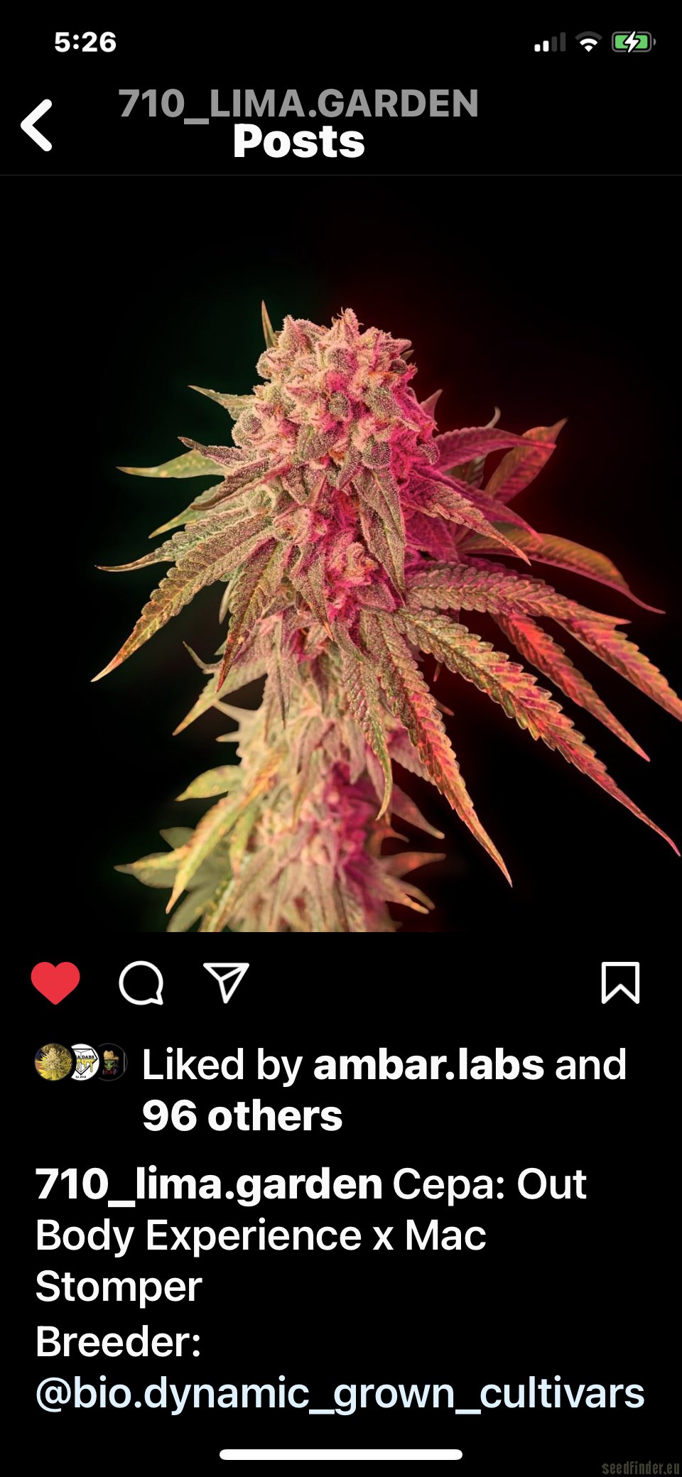 Mac Stomper  x Out of Body Experience x Mendobreath F3