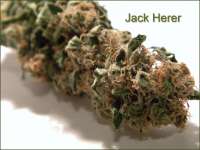 An image of Jack Herer