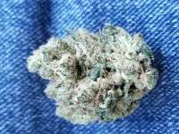 An image of Sour Garlic Cookie BX