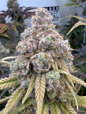 Image #27122563005605331