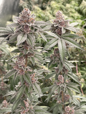 An image of Tropicana Cookies