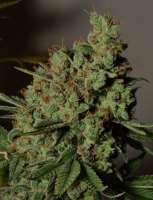 An image of Appalachian Super Skunk