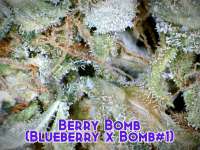 An image of Berry Bomb