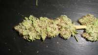 An image of Mad Kush