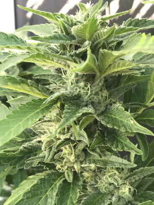 An image of Airborne G13