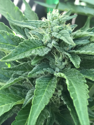 An image of Airborne G13
