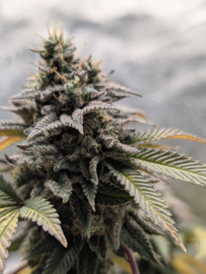 Image #08022601392673162