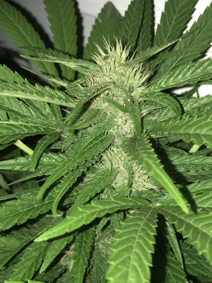 An image of Bubbles Blueberry