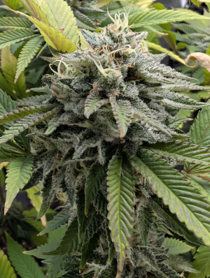 An image of Bubbles Blueberry