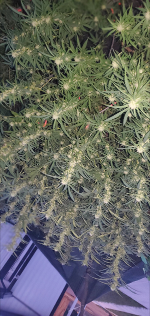 An image of Glueystone