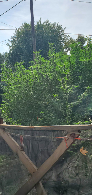 An image of Glueystone