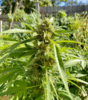 Image #05112547048408261