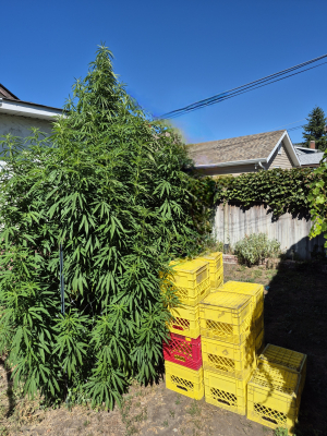 Rickys Hash Plant's picture by Spacer928