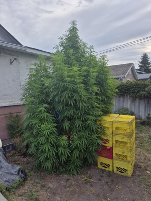 Rickys Hash Plant's picture by Spacer928