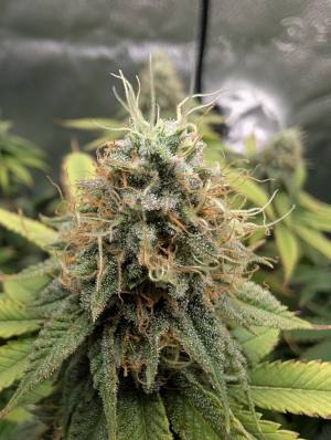 An image of Rickys Hash Plant