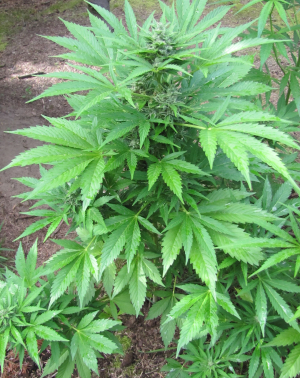 An image of Auto Dubai Poison