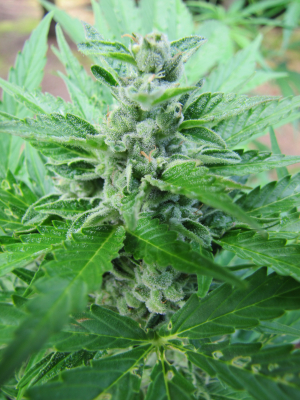 An image of Auto Dubai Poison