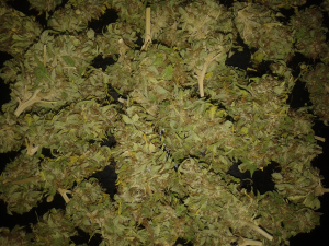 Image #10112503176206382