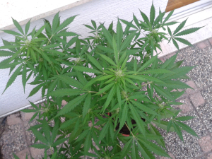 An image of Auto Sour Diesel