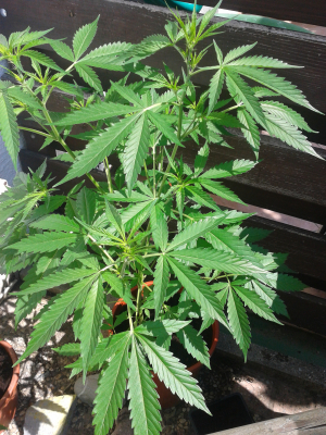 An image of Auto Sour Diesel