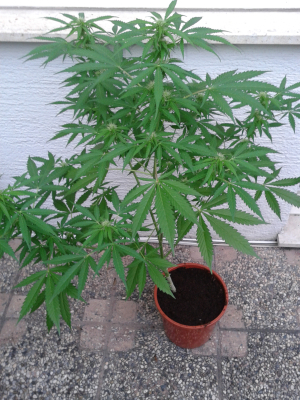 An image of Auto Sour Diesel