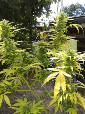 Image #10112525475157912