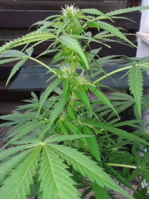 Image #10112549040295971