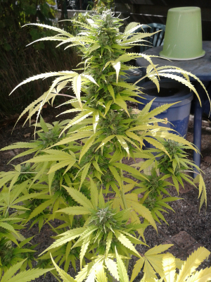 Image #10112556806702555