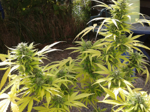 Image #10112564259896478