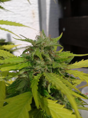 Image #10112569913158058