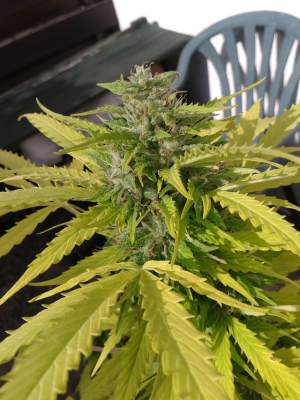 Image #10112581266489525