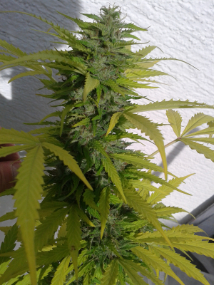 Image #10112595531175739