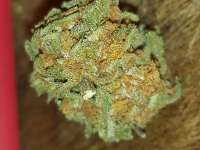 An image of OG Kush