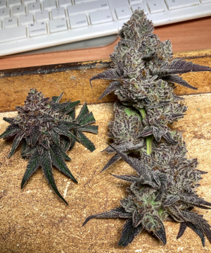 An image of Cookie Wreck