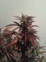 An image of Brambleberry Kush