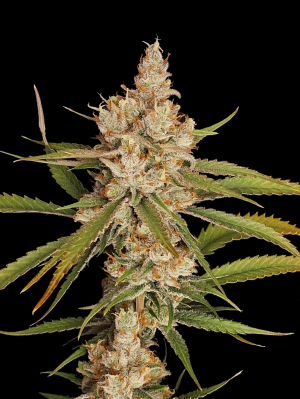 An image of Moonwalk Haze