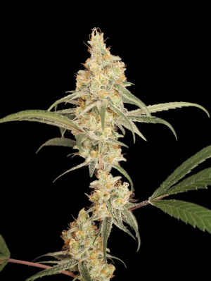 An image of Moonwalk Haze