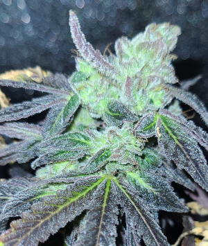 An image of DeadHeady Kind
